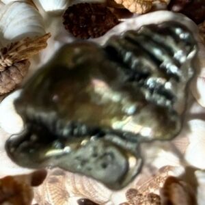 Brighton, silver seashell